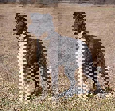 Yeti_2.jpg