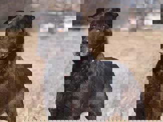 Dina_1.jpg (5)