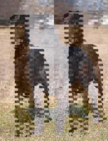 Dina_1.jpg (5)