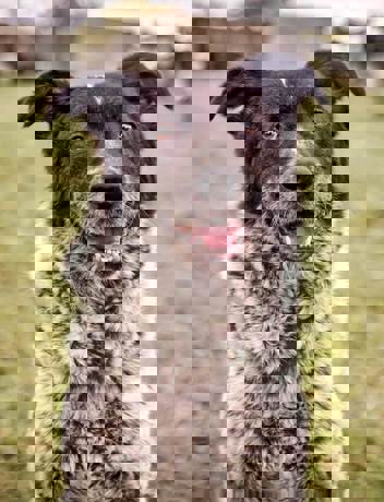 Bruno_3.jpg (8)