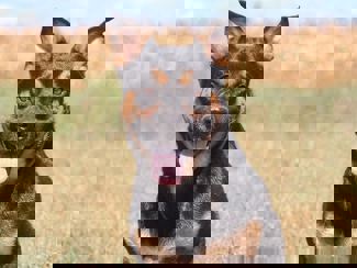 Lalo_1.jpg (3)