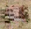 Randy_3.jpg (3)