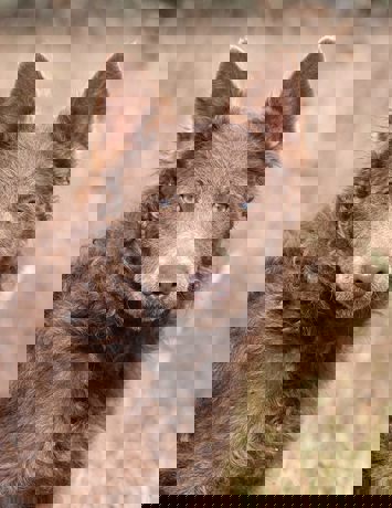 Randy_4.jpg (3)