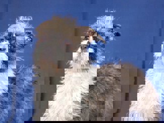 Fanny_1.jpg (2)