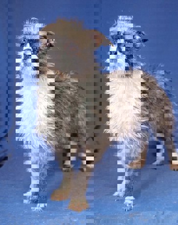 Fanny_1.jpg (2)