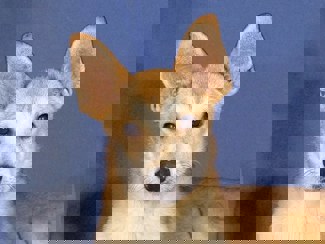 Gilly_1.jpg (1)