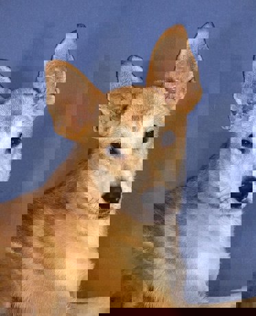 Gilly_4.jpg (1)