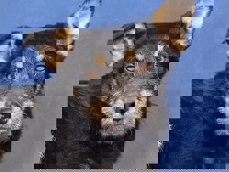 Kiwi_1.jpg (4)