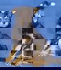 Kiwi_4.jpg (4)