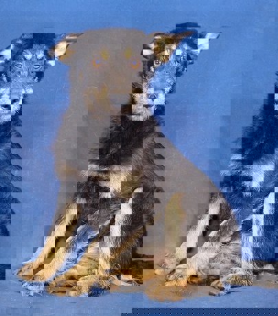 Kiwi_4.jpg (4)
