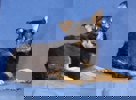 Kiwi_3.jpg (4)
