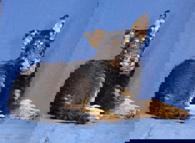 Kiwi_3.jpg (4)