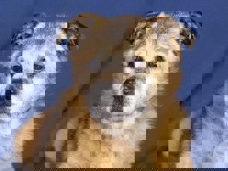 Dobby_1.jpg (5)