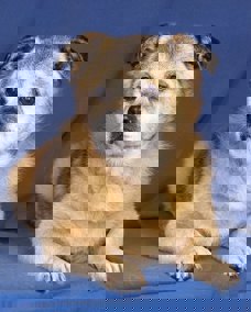 Dobby_1.jpg (5)