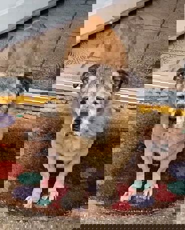 Dobby_3.jpg (4)