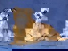 Dobby_2.jpg (4)