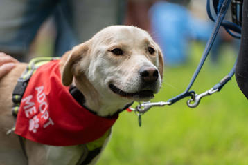 Aca Barkdate Arthur Foto Kirsti Lafenthaler Teaser