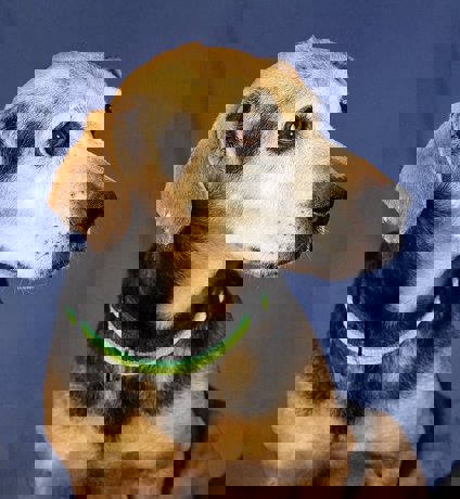 Oliver_2.jpg (6)