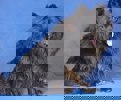 Woody_2.jpg (5)
