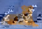 Lara_2.jpg (5)