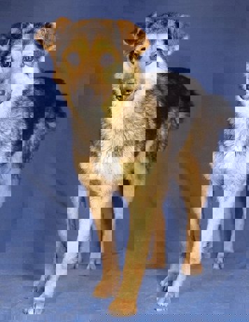 Lara_4.jpg (5)