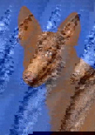 Lobo_4.jpg (3)