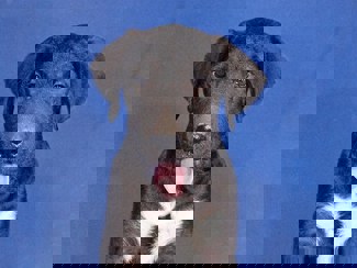 Beppo_1.jpg