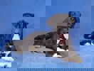 Beppo_3.jpg