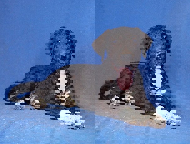 Beppo_3.jpg