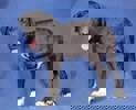 Beppo_2.jpg