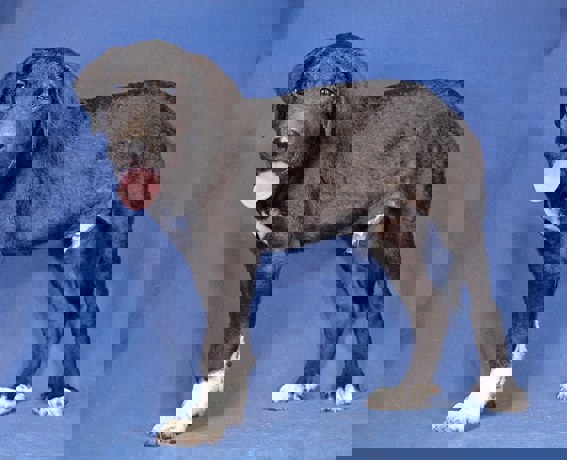 Beppo_2.jpg