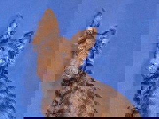 Larry_1.jpg (6)