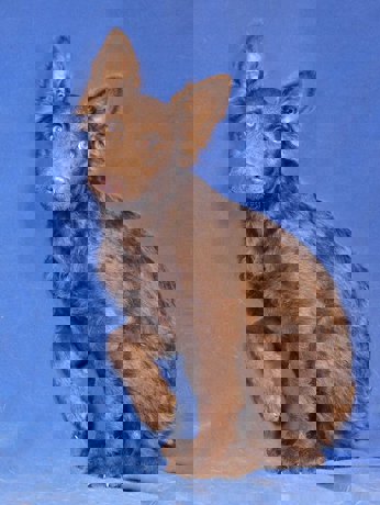 Larry_1.jpg (6)