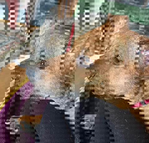 Nelly_3.jpg (11)