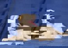 Brenda_4.jpg (3)
