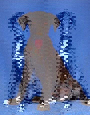 Bogart_1.jpg
