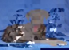 Bogart_2.jpg