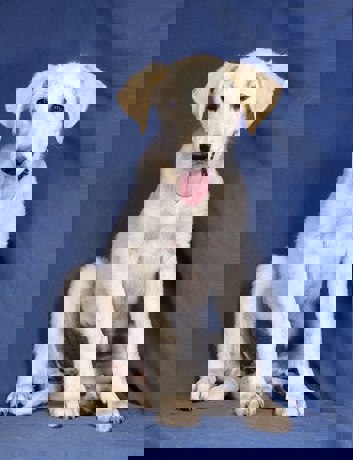 Betty_3.jpg (3)