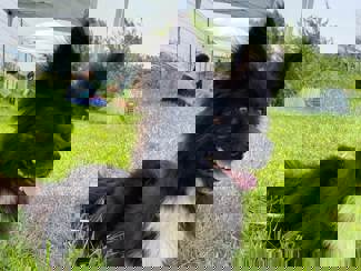 Onyx 1