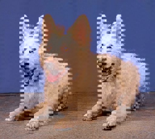 Albert 2
