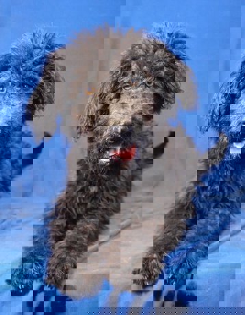 Denis 1