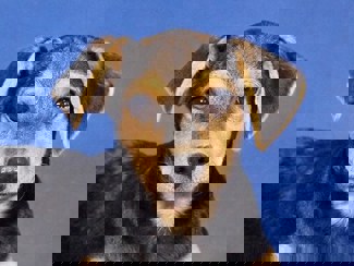 Pino 1