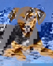 Pino 1