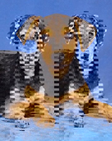 Pino 1