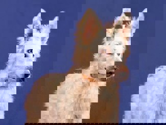 Albert 1