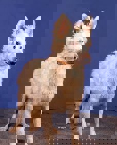 Albert 1
