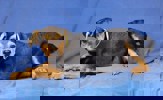 Pino 4