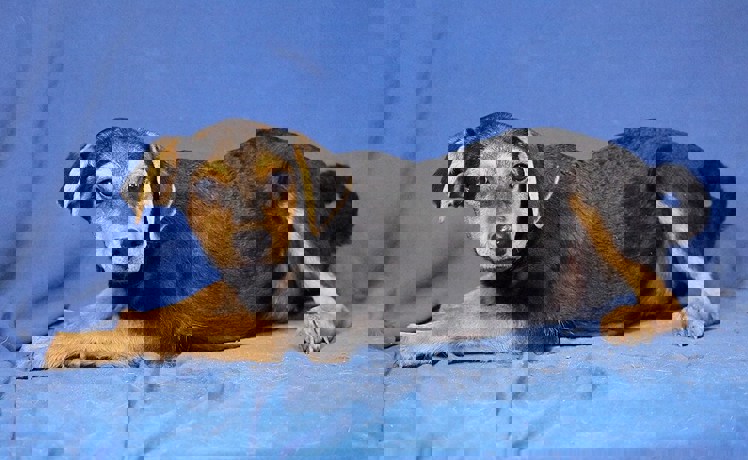 Pino 4