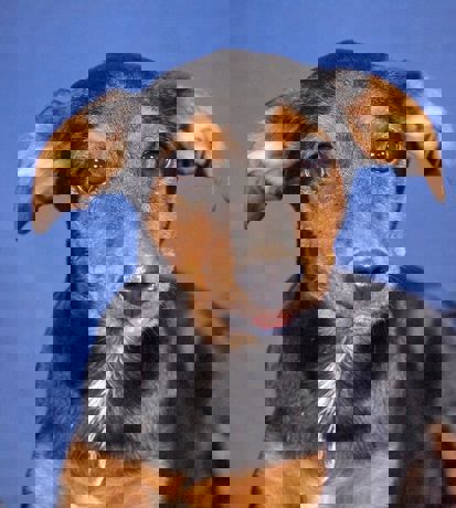 Pucki 4