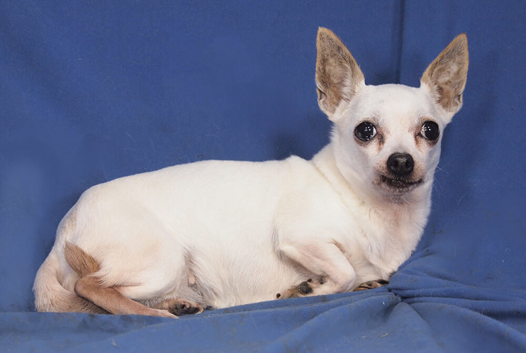 Chihuahua2